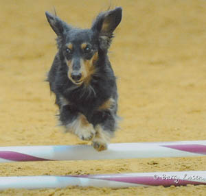 Agility Abby