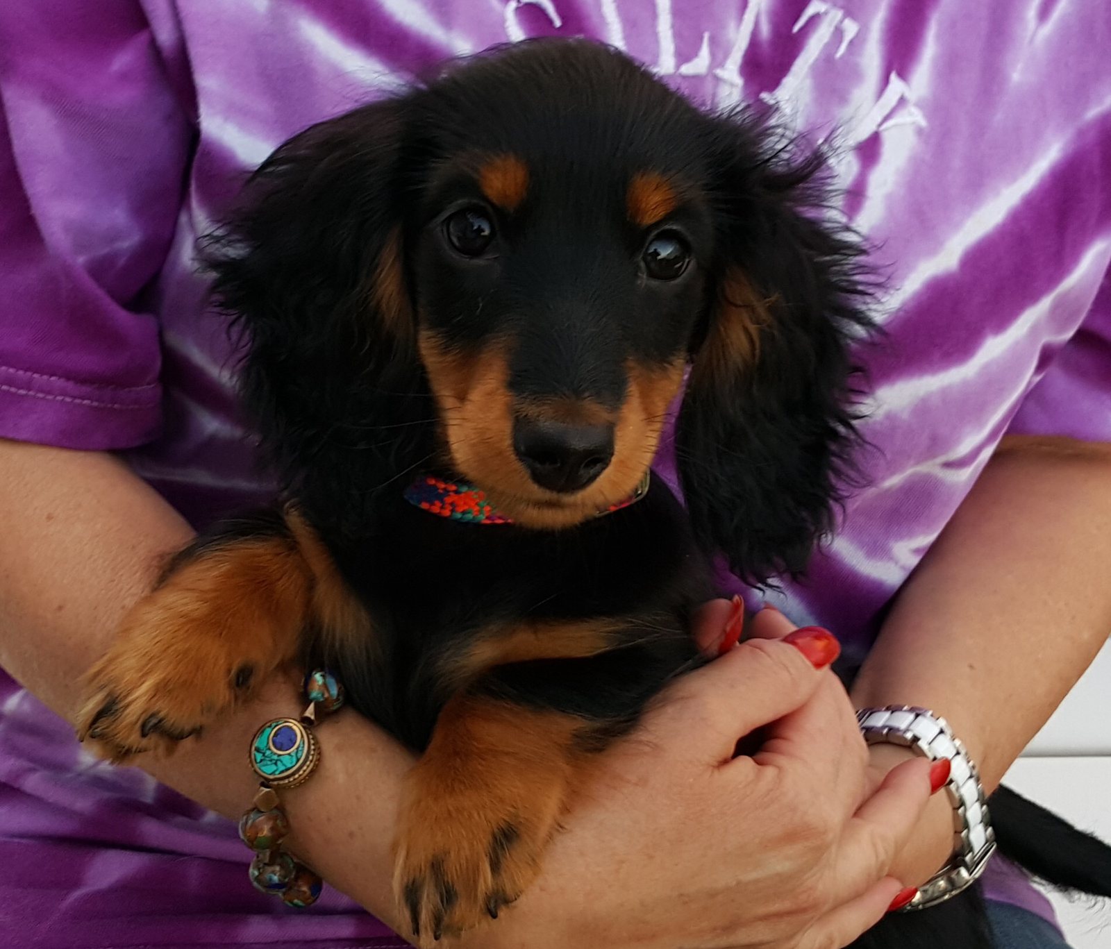 Black & Tan Puppy Girl