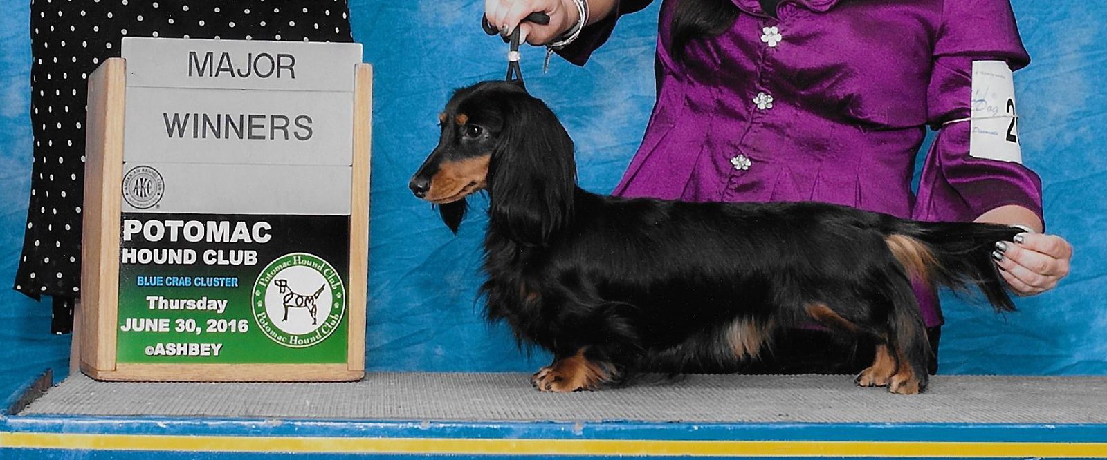 Major at Potomac Hound 2016-cropped