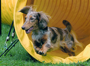 bailey agility
