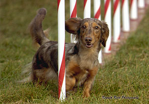 agility-bailey-7