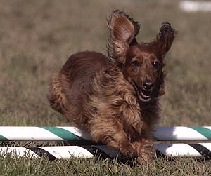 candy agility
