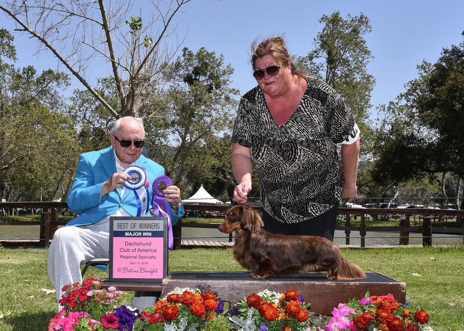 CH Harlequin CC Cessna Cardinal ML finishing his AKC championship at a Dachshund Club of America Regional Specialty, 2018