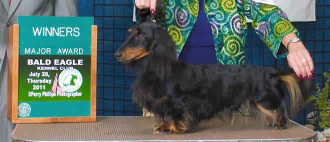 colby conformation dachshund