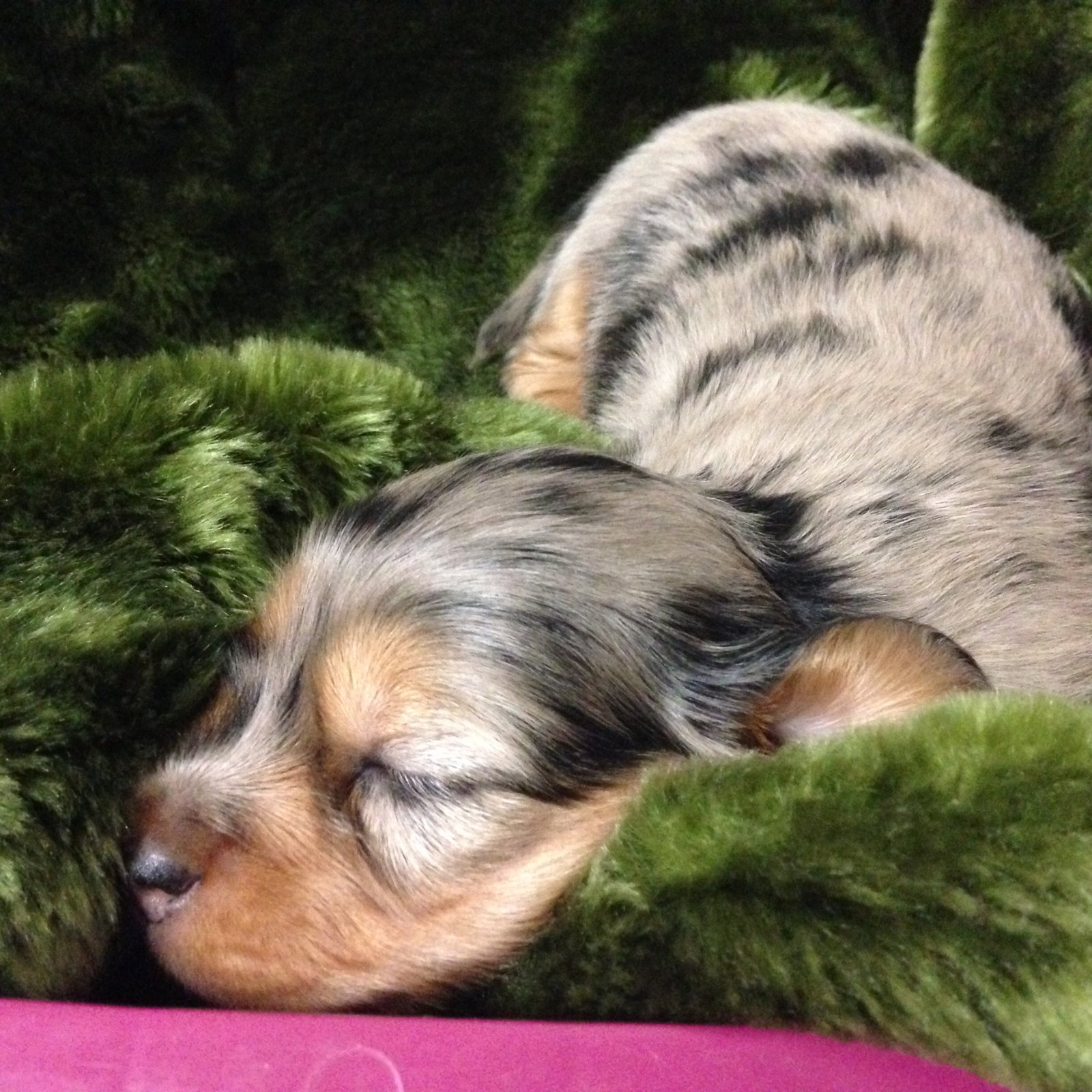 Puppy - sleeping dapple girl (Emerald x Blue)