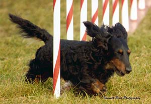 harley agility