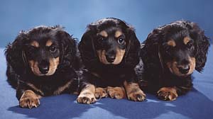 harleys puppies