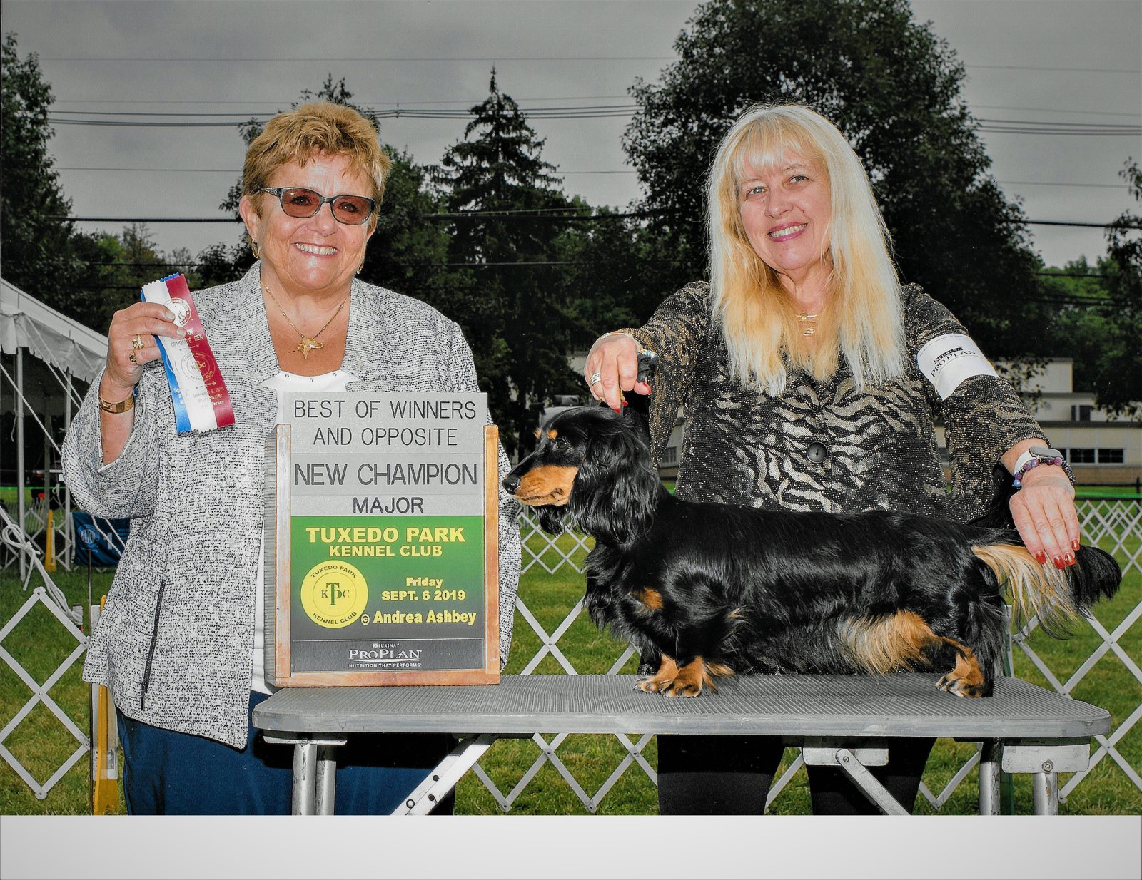 Kendall, CH Harlequin Pitch Perfect ML, winning her third major to finish her AKC championship