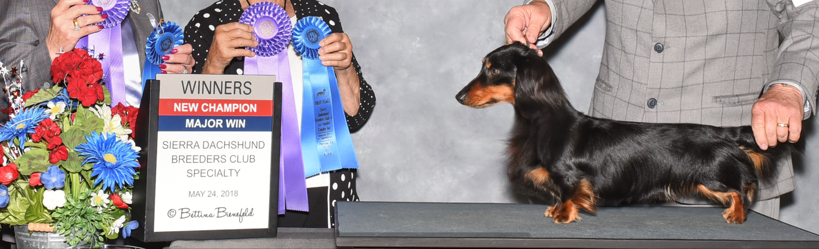 CH Harlequin CC Piper Cherokee ML with his major win ribbons, 2018