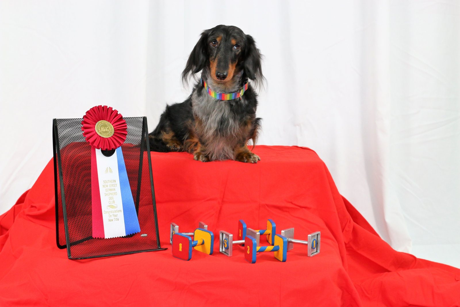 Rock Star, a miniature longhaired dachshund, after earning his AKC Utility Dog (UD) title