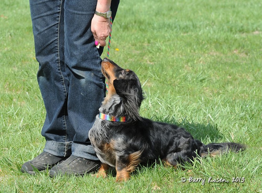 Rock Star sitting in heel position, looking up at his handler