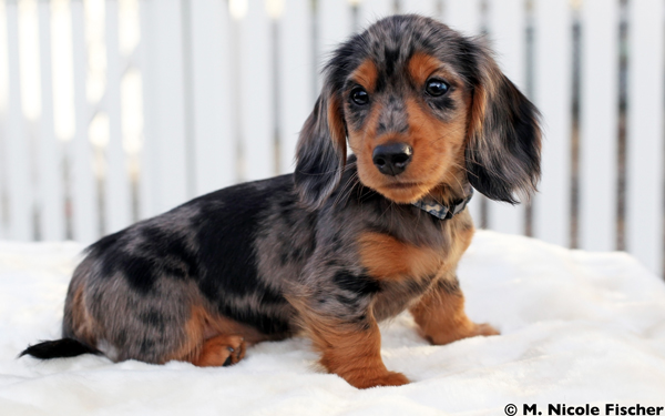 8 week old silver dapple boy