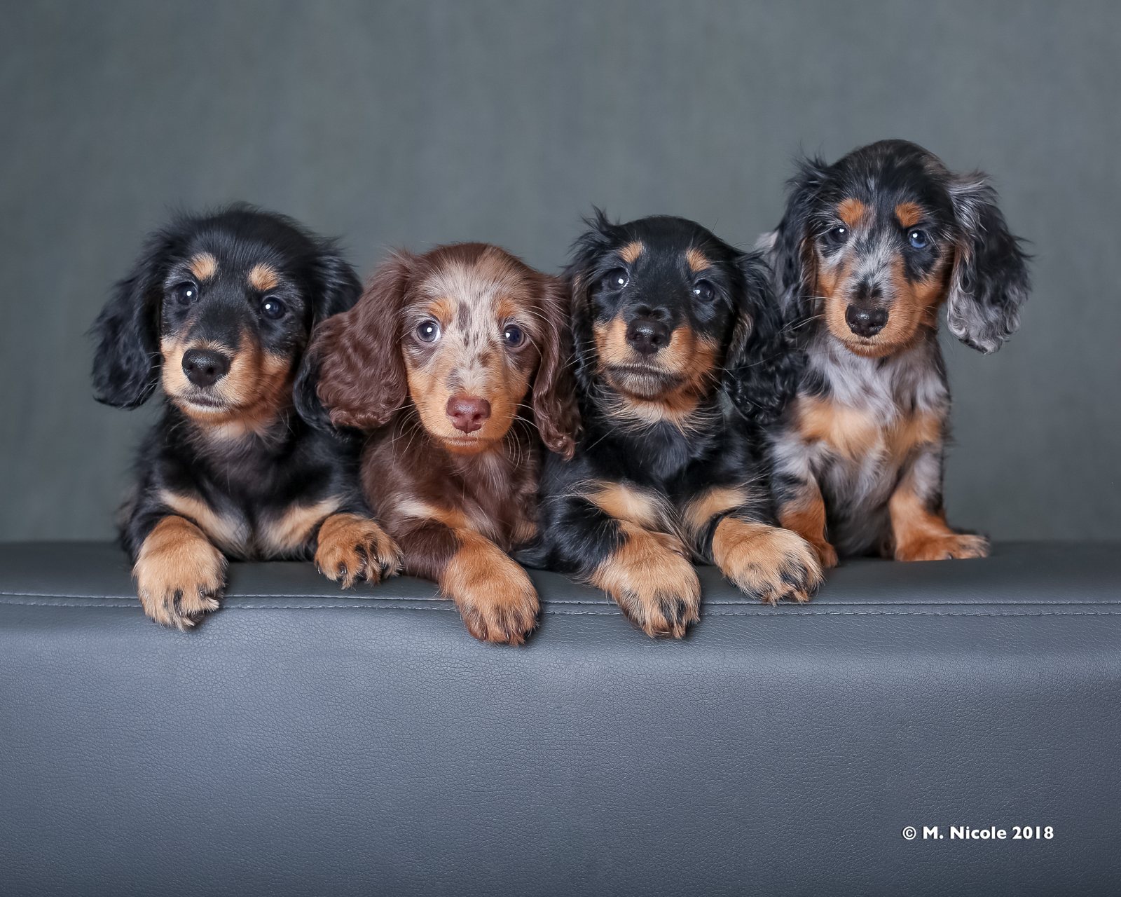 Four Harlequin miniature longhaired dachshund puppies lined up