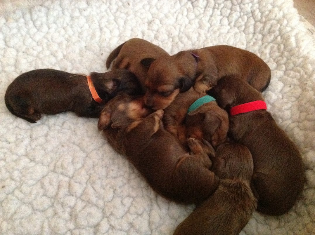 chocolate & red puppies2
