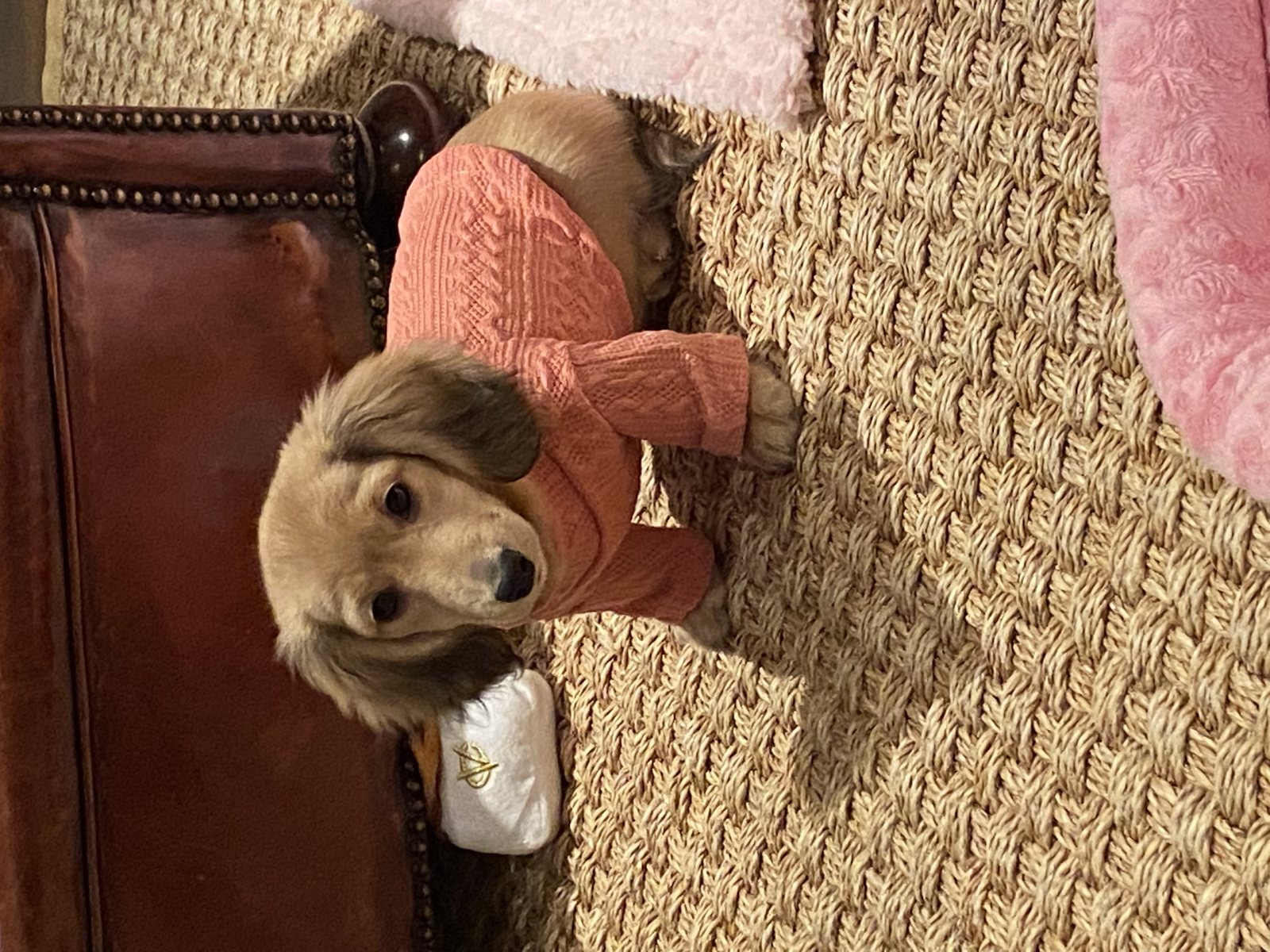 Cream miniature longhaired dachshund puppy