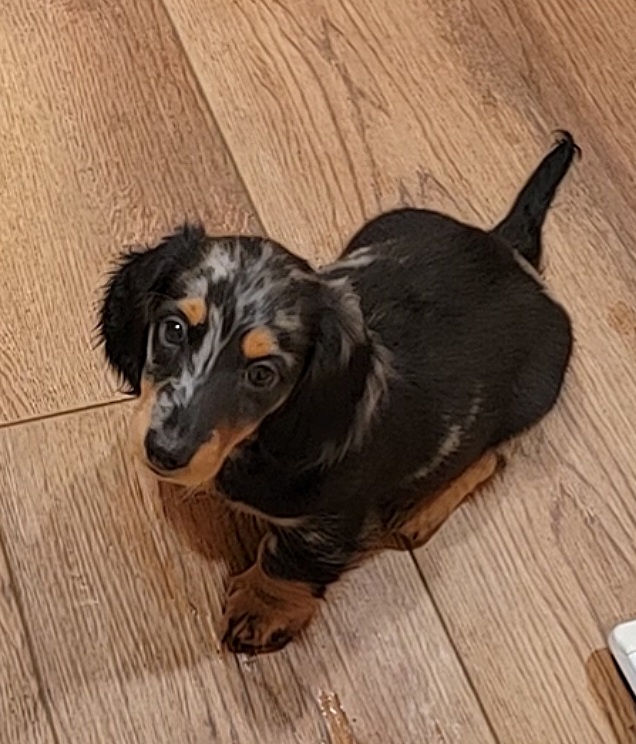 Dapple miniature longhaired dachshund puppy boy