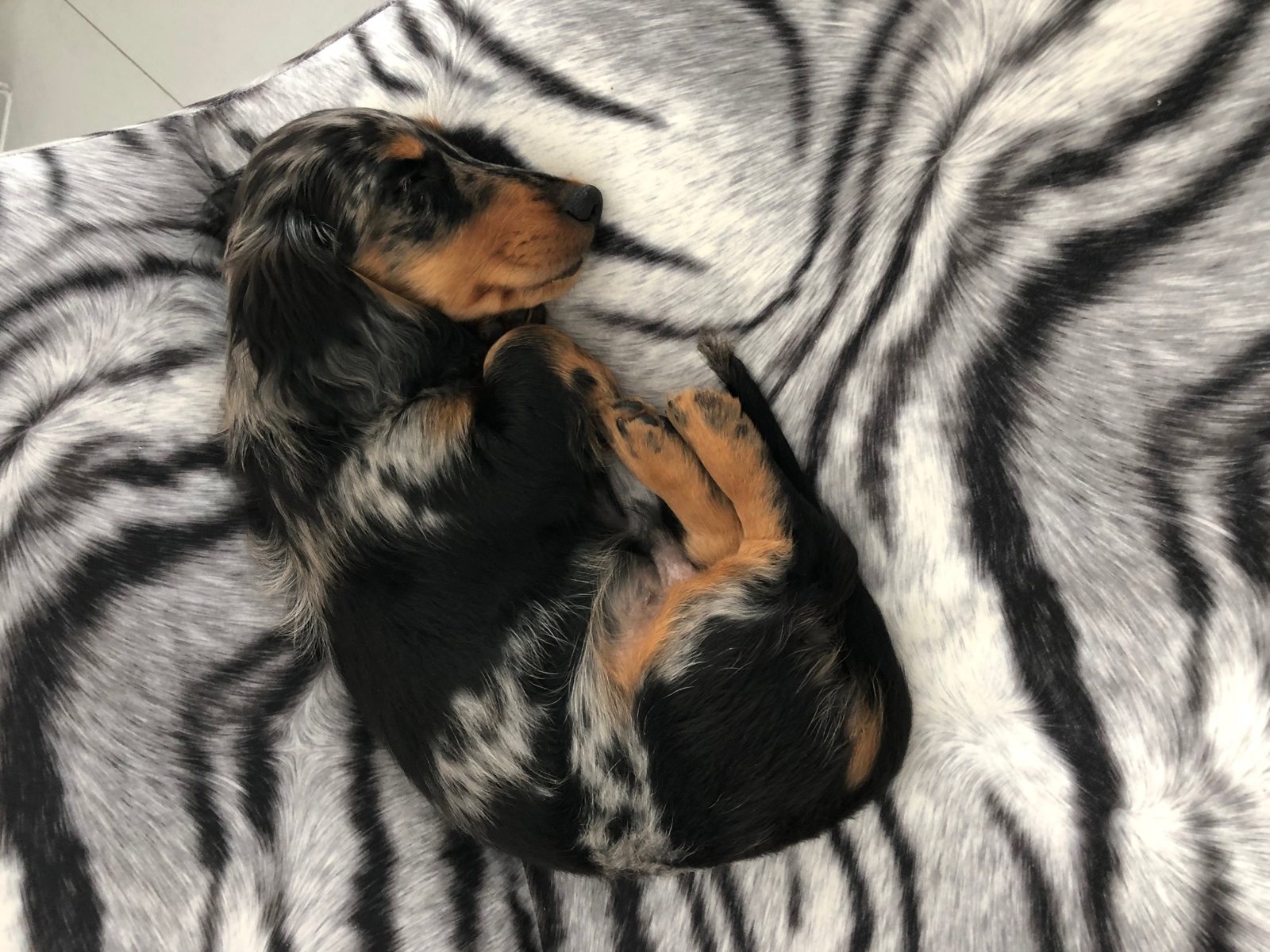 Silver dapple miniature longhaired dachshund puppy