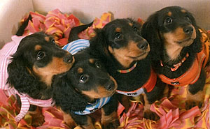 puppies