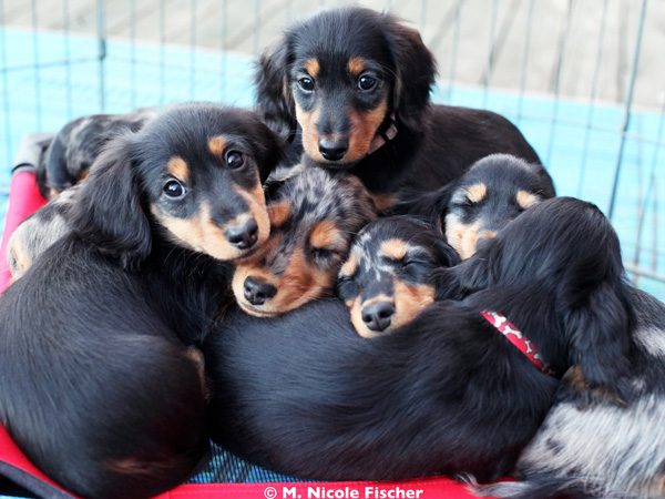 Puppies-bunch 2014