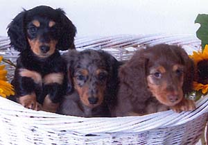 chocolate puppies