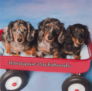 Harlequin Dachshunds puppies in a red wagon