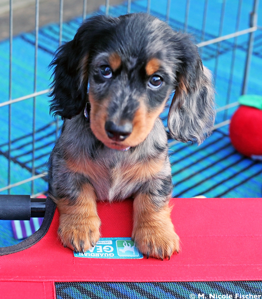 puppy