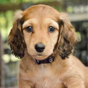 Miniature Longhaired dachshund RED