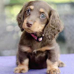 puppy