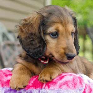 puppy