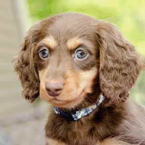 puppy