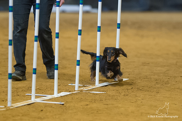 Agility weave poles
