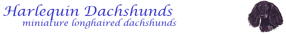 Harlequin Dachshunds